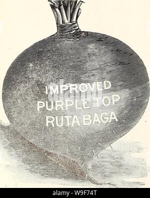Archive image from page 19 of Currie's general wholesale catalog for. Currie's general wholesale catalog for florists, market gardeners and truckers : spring 1912  curriesgeneralwh19curr 1 Year: 1912 ( 16 CURRIE BROS. CO., MILWAUKEE, WISCONSIN TURNIP. Stetfritbe. Extra Early Milan Purple Top—The earliest of all the Turnips Purple topped above ground, white under- neath, flesh clear white; very desirable variety for forcing- or early work. Oz., 10c;  lb., 25c; 1 lb $ .85 Extra Early White Milan—An all white variety of the well-known Milan. It is the earliest 'White Tur- nip grown; flat in shape Stock Photo