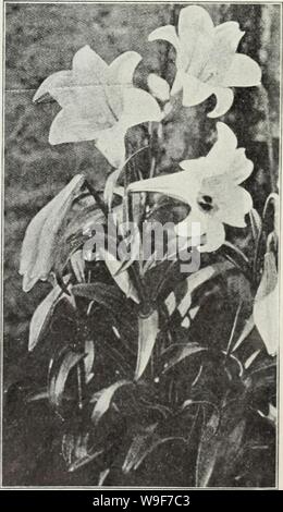 Archive image from page 20 of Currie's autumn 1929 54th year. Currie's autumn 1929 54th year bulbs and plants  curriesautumn19219curr Year: 1929 ( Myriophyllum (Regale) — Flowers white shaded to yellow in the center, tinged pink on outer edges. Large bulbs, Each, 45c; Dozen, 4.50. Tigrinum Splendens (Tiger Lily) — Orange, spotted with black. Each, 20c; Dozen, 2.00. Tigrinum Flora Plena (Double Tiger Lily). Each 20c; Dozen, 2.00. Candidum (Annunciation, or Mo- donna Lily)— Pure white, very fragrant, and are borne freely on long stems. The bulbs should be planted early in fall, so as to make a g Stock Photo