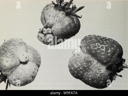 Archive image from page 27 of Culture du fraisier dans l'est Stock Photo