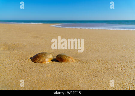 Two seashells lay together at an empty beach on a sunny summer day, shallow waves and blue sky, blurred background - landscape orientation, copy space Stock Photo