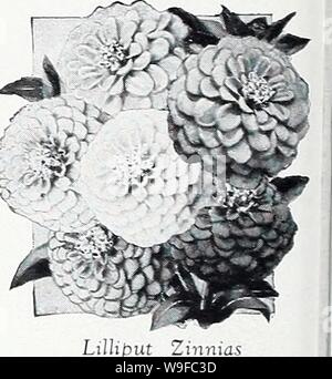Archive image from page 29 of Currie's garden annual  1939. Currie's garden annual : 1939  curriesgardenann19curr 5 Year: 1939 ( Zinnia Pumila Dwarf Double Spun Gold Spun Gold is an entirely new color in this type, a delicate pastel shade of butter yellow. The flowers are rounded, 21/2 to 3 Inches in diameter, on plants 12 to 18 Inches In height. Early flowering, coming into bloom about 45 days after planting. Pkt., 15c.    L.MiPi.t Zutiuds Currle's Colossal or Giant Flowered (3 Ft.) Zinnias Flowers of enormous size, thickly set with velvety petals. Apricot Orange; Blood Red; Crimson; Flesh; Y Stock Photo