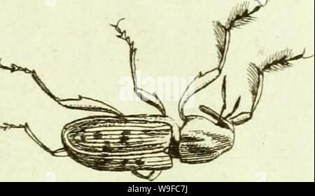 Archive image from page 30 of [Curculionidae] (1800)
