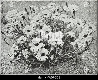 Archive image from page 30 of Currie's garden annual  spring. Currie's garden annual : spring 1936 61st year  curriesgardenann19curr 2 Year: 1936 ( African Golden Daisy (Dimorphoteca) DAHLIAS FROM SEED Seed sown early in spring will produce flowering plants the first season. CACTUS DAHLIA—Extra Choice Mixed from handsome varieties Pkt. 15c UNWINS DWARF DOUBLE HYBRIDS Splendid early double-flowering type, 18-24 inches tall, with a large variety of charming colors Pkt. 25c DOUBLE—Showy and decorative, extra choice mixed Pkt. 10c SINGLE—Extra choice mixed Pkt. 5c COLTNESS HYBRIDS—A splendid new c Stock Photo