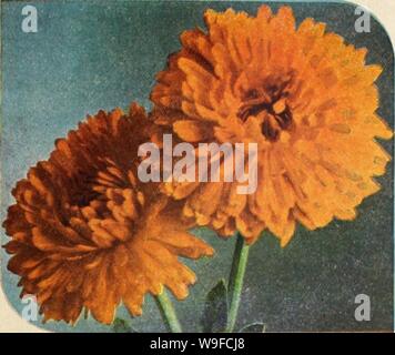 Archive image from page 30 of Currie's garden annual (1942). Currie's garden annual  curriesgardenann19curr 7 Year: 1942 ( IeiAji Qlani GcUenduleU. Calendula Double Orange Sunshine CURRIES CALENDULAS CHRYSANTHA (Sunshine)—Re- sembles a Chrysanthemum, is a clear buttercup yellow. 1/4 ox., 25e; Pkt., lOe. BALL'S ORANGE—Bright glow- ing oronge. 1/4 01., 75e; Pkt., 15e. BALL'S WHITE —Creamy white color with dork center. Pkt., 10c. CAMPFIRE (Sensation)—Petals extremely large and very dark orange with a scarlet sheen. Best forcing orange Colendula on the market. 1/4 01., 35e; Pkt., 10c. ORANGE SHAGG Stock Photo