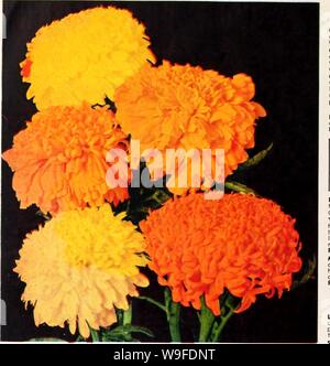 Archive image from page 33 of Currie's 65th year garden annual. Currie's 65th year garden annual  curries65thyearg19curr Year: 1940 ( New Marigold Chrysanthemum Flowered Hybrids CHRYSANTHEMUM FLOWERED HYBRIDS These new Hybrids consist of many new and distinct types of Marigolds, varying in size of bloom from 2' to 4' in diameter. The beautiful colors are most fascinating ond can best be described as containing oil shades of orange and yellow. The plants are about 3 feet high, supporting mosses of flowers on fine stems for cutting. Vs ox., 40c; Pkt., 15c. GOLDEN WEST Flowers ore fully double, b Stock Photo