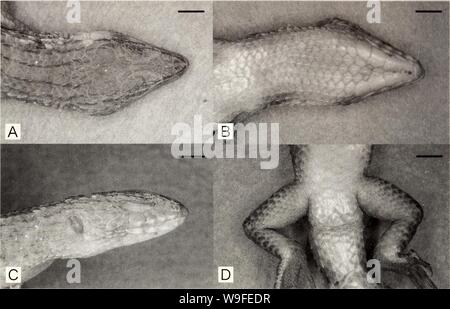 Archive image from page 35 of Current herpetology (2000)
