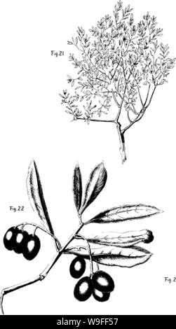 Archive image from page 36 of The olive  its culture