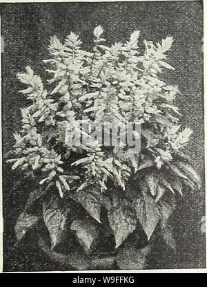Archive image from page 38 of Currie Bros  fifty-eighth year. Currie Bros. : fifty-eighth year 1933  curriebrosfiftye19curr Year: 1933 ( MILWAUKEE, WISCONSIN Page 35 f: SOLANUM A very useful ornamental pot plant for winter decoration, bearing in the greatest profusion, bright scarlet, globular berries. CAPSICASTRUM NANUM (Jerusalem Cherry) Pkt. 10c CLEVELANDI (Cleveland Cherry)—An improvement on the foregoing, carrying the fruits well above the foliage and in greater profusion Pkt. 20c    RICINUS (Castor Oil Plant) Grand semi'tropical plants with highly ornamental foliage, strikingly eifective Stock Photo