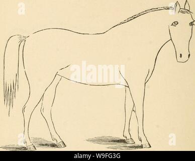 Archive image from page 39 of Cunningham's device for stockmen and. Cunningham's device for stockmen and farmers  cunninghamsdevic00cunn Year: 1882 ( DESCRIPTION Color Marks Height,