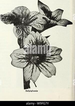 Archive image from page 39 of Currie's garden annual  62nd. Currie's garden annual : 62nd year spring 1937  curriesgardenann19curr 3 Year: 1937 ( Scabiosa (Azure Fairy) SILENE (Calchfly) PENDULA COMPACTA—Dwarf, hardy annual, bearing pretty, pink flowers freely; 6 inches. Pkt. 10c (For Perennial Seeds, see page 54)