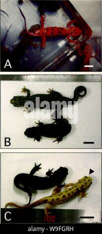 Archive image from page 41 of Current herpetology (2000) Stock Photo