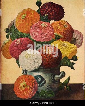 Archive image from page 42 of Currie's garden annual (1942). Currie's garden annual  curriesgardenann19curr 7 Year: 1942 ( Giant Dahlia Flowered Zinnias, Mixed Colors, 1,4 oz., 40c; Pkt., FANTASY ZINNIAS Well-rounded medium sized flow- ers, 3' to 31/2' across, composed of a moss of twisted, tubulor petals which gives them the ap- pearance of a shaggy Chrysan- themum. ROSALIEâIntense rose. STAR DUSTâGolden yellow. WHITE LIGHTâPure white. Any of the above, Pkt., 15c. MIXEDâA bright colorful mix- ture of shaggy petaled medium- sized double flowers. Pkt., 10c. ZINNIA SCABIOSA FLOWERED MIXEDâ2'/2 f Stock Photo