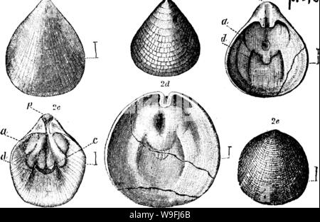 Archive image from page 46 of A dictionary of the fossils Stock Photo
