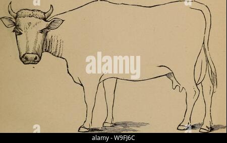 Archive image from page 46 of Cunningham's device for stockmen and. Cunningham's device for stockmen and farmers  cunninghamsdevi00cunn Year: 1882 ( Age .. Defects DESCRIPTION Brands Stock Photo