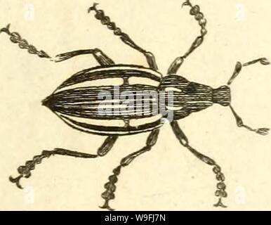 Archive image from page 46 of [Curculionidae] (1800) Stock Photo