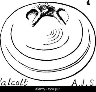 Archive image from page 47 of A dictionary of the fossils Stock Photo