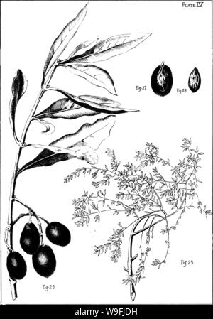 Archive image from page 46 of The olive  its culture Stock Photo