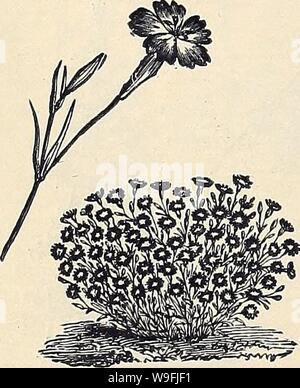 Archive image from page 47 of Currie Bros' horticultural guide . Currie Bros.' horticultural guide : spring 1888  curriebroshortic1888curr Year: 1888 ( AGERATUM. The Ageratura is much prized for its constant suc- cession of bloom throughout the year. It flowers equally well in summer and in winter, and it has , the further merit of being of the easiest culture. Half-hardy annuals. Album Nanum—Dwarf white, 8 inches 5 Imperial Dwarf Blue—Very dwarf, 6 inches 5 Lasseauxii—Dwarf rose, 15 inches 5 Little Dorrit—(For description see Novelties) 25 Mexicanum—Lavender blue, 2 feet 5 Mexicanum Nanum — D Stock Photo