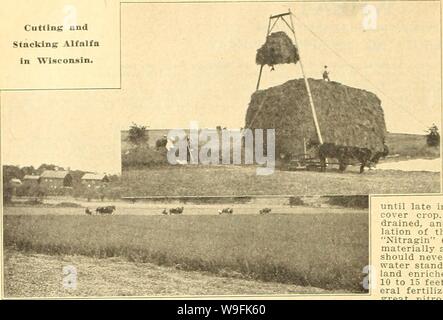 Archive image from page 49 of Currie's farm and garden annual. Currie's farm and garden annual : spring 1918 43rd year  curriesfarmgarde19curr 1 Year: 1918 ( 44 LIST OF CHOICE FARM SEEDS FOR 1918 Cattlag and Stacklns Alfalfa in Wisconsin. CURRIE'S ALFALFA (Lucerne) 5IEDICAGO SATIVA. STRICTLY CHOICE D05IESTIC. Alfalfa is a crop of inestimable value. It may be cut 3 to 4 times a season, each cutting- bringing- enormous yields (10 tons and more) of sweet nutritious forage much relished by all kinds of stock. It is an ex- cellent soiling crop and makes the best of hay when properly treated, being Stock Photo