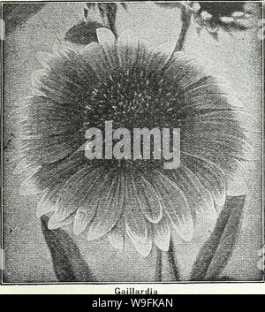 Archive image from page 50 of Currie Bros  fifty-eighth year. Currie Bros. : fifty-eighth year 1933  curriebrosfiftye19curr Year: 1933 ( MILWAUKEE, WISCONSIN Page 47    GAILLARDIA THE DAZZLER—The flowers are very large, of dark, rich red with a bright orange tip on the end of each petal, making it a very attractive flower for florists and for table decoration. Seeds....Pkt. 20c GAILLARDIA GRANDIFLORA PORTOLA HYBRIDS—This superb new strain of perennial Gaillardias produces flowers of immense size, the colors ranging through shades of bronzy red, with golden tipped petals; splendid for cutting. Stock Photo
