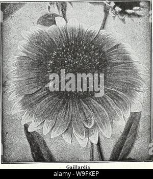 Archive image from page 50 of Currie's garden annual  spring,. Currie's garden annual : spring, 1935 60th year  curriesgardenann19curr 1 Year: 1935 ( CURRIE BROTHERS CO., MILWAUKEE, WIS Page 41 GAILLARDIA THE DAZZLER—The flowers are very large, of dark, rich red with a bright orange tip on the end of each petal, mak- ing it a very attractive flower for florists and for table decoration. Seeds Pkt. 20c PORTOLA HYBRIDS—This superb new strain of perennial Gaillardias produces flowers of immense size, the colors ranging through shades of bronzy red, with golden tipped petals; splendid for cutting. Stock Photo