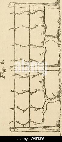 Archive image from page 51 of The cultivation of American grape