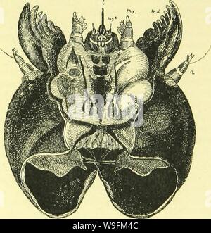 Archive image from page 52 of The anatomy, physiology, morphology and. The anatomy, physiology, morphology and development of the blow-fly (Calliphora erythrocephala.) A study in the comparative anatomy and morphology of insects; with plates and illustrations executed directly from the drawings of the author;  CUbiodiversity4765349-9885 Year: 1890 ( THE HEAD AND MOUTH ARMATURE. 39 ing organs in the larva, and contented himself by describing the head in the following manner: 'The first and smallest segment exhibits the mouth opening on its ventral surface and two pairs of papilla; on its dorsal Stock Photo