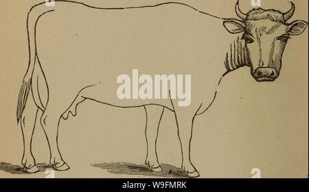 Archive image from page 55 of Cunningham's device for stockmen and. Cunningham's device for stockmen and farmers  cunninghamsdevi00cunn Year: 1882 ( DESCRIPTION Color. . Marks., Weight