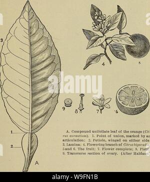Archive image from page 56 of Culture of the citrus in