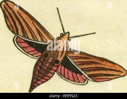 Archive image from page 55 of The book of butterflies, sphinges,