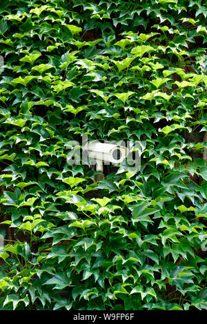 A cctv security camera on a wall surrounded by green vines in Wrocław, Poland. Stock Photo