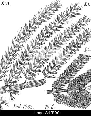 Archive image from page 61 of A dictionary of the fossils