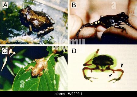 Archive image from page 61 of Current herpetology (2000)