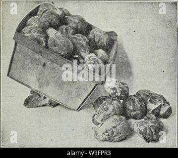 Archive image from page 62 of Currie's farm and garden annual. Currie's farm and garden annual : spring 1930  curriesfarmgarde19curr Year: 1930 ( Brussels Sprouts BRUSSELS SPROUTS Sow seed in June and cultivate the same as cabbage. The miniature cabbage-like heads are borne at the axles of the leaves. The leaves should be broken off in fall to give the sprouts room to grow. They are de- licious when cooked late in fall or winter. IMPROVED DWARF—Pkt., 10c: oz., 20c; yA lb., 60c; 1 lb., $2.00. ARTICHOKE The Globe Artichoke bears large round heads with thick fleshy scales, which are cooked and se Stock Photo