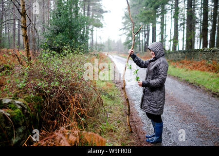 A woman in her sixties takes a walk in the countryside on a rainy day in Northumberland, England in winter. Stock Photo