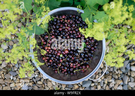 Looking down at a colander of freshly harvested black currants set among ladies mantle flowers. Stock Photo