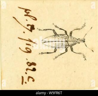 Archive image from page 64 of [Curculionidae] (1800) Stock Photo