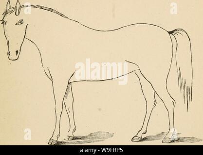 Archive image from page 66 of Cunningham's device for stockmen and. Cunningham's device for stockmen and farmers  cunninghamsdevic00cunn Year: 1882 ( DESCRIPTION Defects Brand Stock Photo