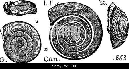 Archive image from page 67 of A dictionary of the fossils