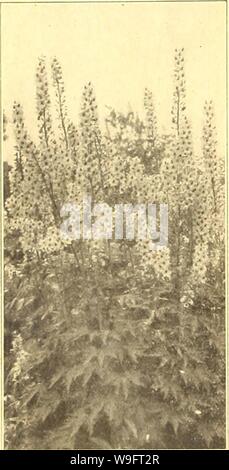 Archive image from page 67 of Currie's farm and garden annual. Currie's farm and garden annual : spring 1920 45th year  curriesfarmgarde19curr 3 Year: 1920 ( KOCHIA TRICOPHYLLA. Summer Cypress or Bnrntng Bush, Pkt. A handsome ornamental annual plant, growing' easi- ly from seed sown in the open ground. The plants grow about 3 feet high and are globe- shaped, the stems being covered with slender light green leaves, which change In fall to deep carmine. A grand plant for small hedges or rows on the back of garden borders 10 KENILWORTH IVY. Unarla CymbalorlaâA neat and charming perennial climber, Stock Photo