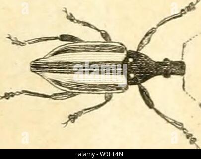 Archive image from page 68 of [Curculionidae] (1800) Stock Photo