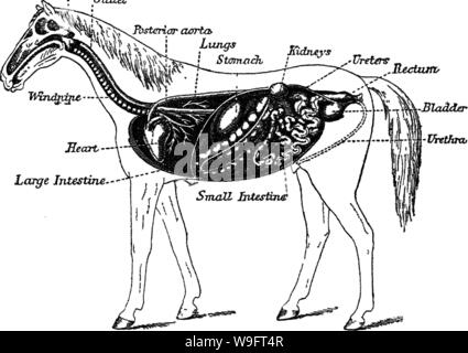 Archive image from page 67 of Points of the horse; a