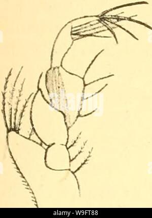 Archive image from page 68 of Cumacea (Sympoda) (1913) Stock Photo
