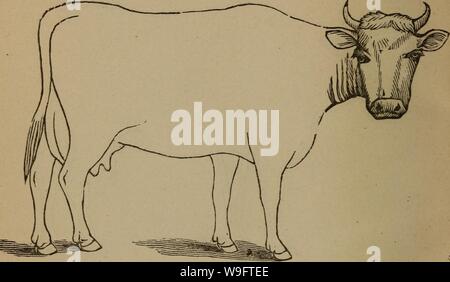 Archive image from page 69 of Cunningham's device for stockmen and. Cunningham's device for stockmen and farmers  cunninghamsdevi00cunn Year: 1882 ( DESCRIPTION Color Marks Weight Stock Photo