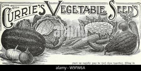 Archive image from page 72 of Currie's garden annual  spring. Currie's garden annual : spring 1936 61st year  curriesgardenann19curr 2 Year: 1936 ( CURRIE BROTHERS CO., MILWAUKEE, WIS. Page 63    ARTICHOKE The Globe Artichoke bears large, round heads with thick, fleshy scales, which are cooked and served like Asparagus. Sow the seed early in March and trans- plant when warm in rows 4 feet apart and 2 feet in the rows. Cut the tops off in winter and protect with a heavy covering of straw or leaves. The first season will yield only a partial crop. The second year, thin the shoots to three of the Stock Photo