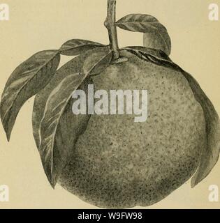 Archive image from page 73 of Culture of the citrus in