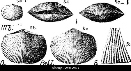 Archive image from page 75 of A dictionary of the fossils