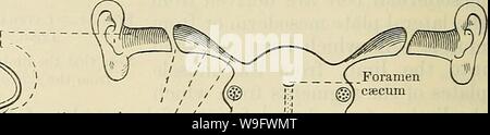 Archive image from page 75 of Cunningham's Text-book of anatomy (1914). Cunningham's Text-book of anatomy  cunninghamstextb00cunn Year: 1914 ( ; Separating membrane / / 1st cleft=tympanum/ V / VHt-2'Hyoid and tube v -/ —fts Tonsil- Lower --parathyreoid 5th Branchial pouch Upper- parathyreoid Upper Lower  . --parathyreoid ; parathyreoid   -  ' ' Thyreoid gland - '- Thymus  Stock Photo