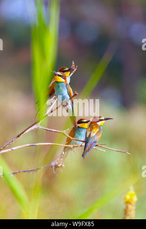 European bee-eater or Merops apiaster, birds perched on branch. Stock Photo