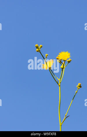 Yellow dandelions flower on blue sky. Minimalistic natural background Stock Photo